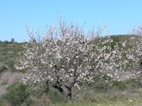 Blossom Time in Jalon Valley