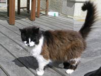Treacle the cat
