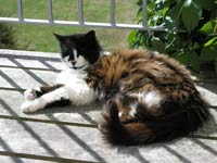 Treacle the cat