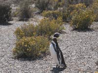 penguins at Punta Tumba