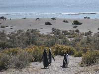 Penguins at Punta Tumba