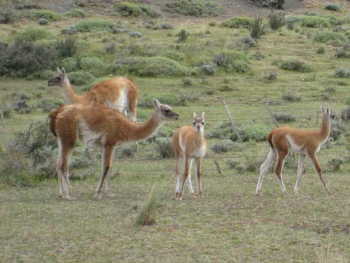 Guanco in Patagonia