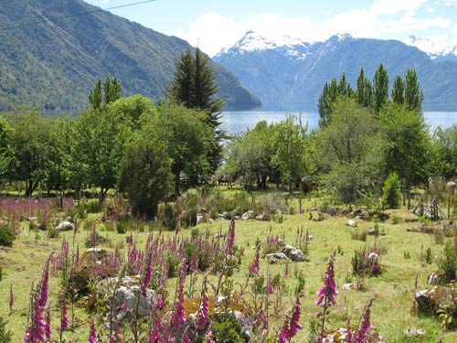 Flowers in Patagonia