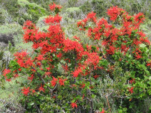 Mountains and flora in Torres del Paine