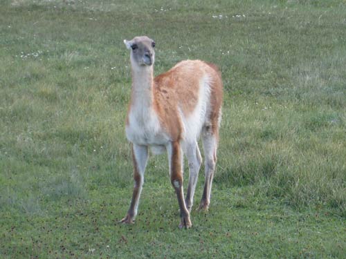 Guaniao in Torre del Paine