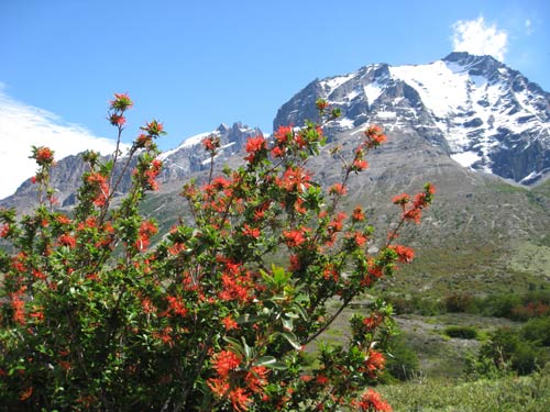 Amazing flowers against the mountains