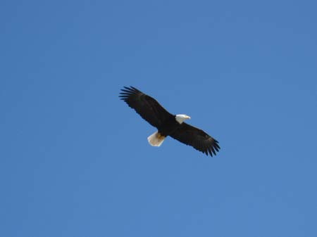 bald headed eagle ketchikan