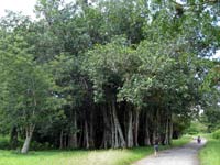 plantation near trinidad