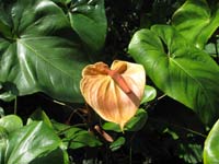 plantation outside trinidad cuba