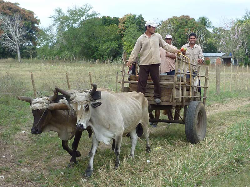ox-cart